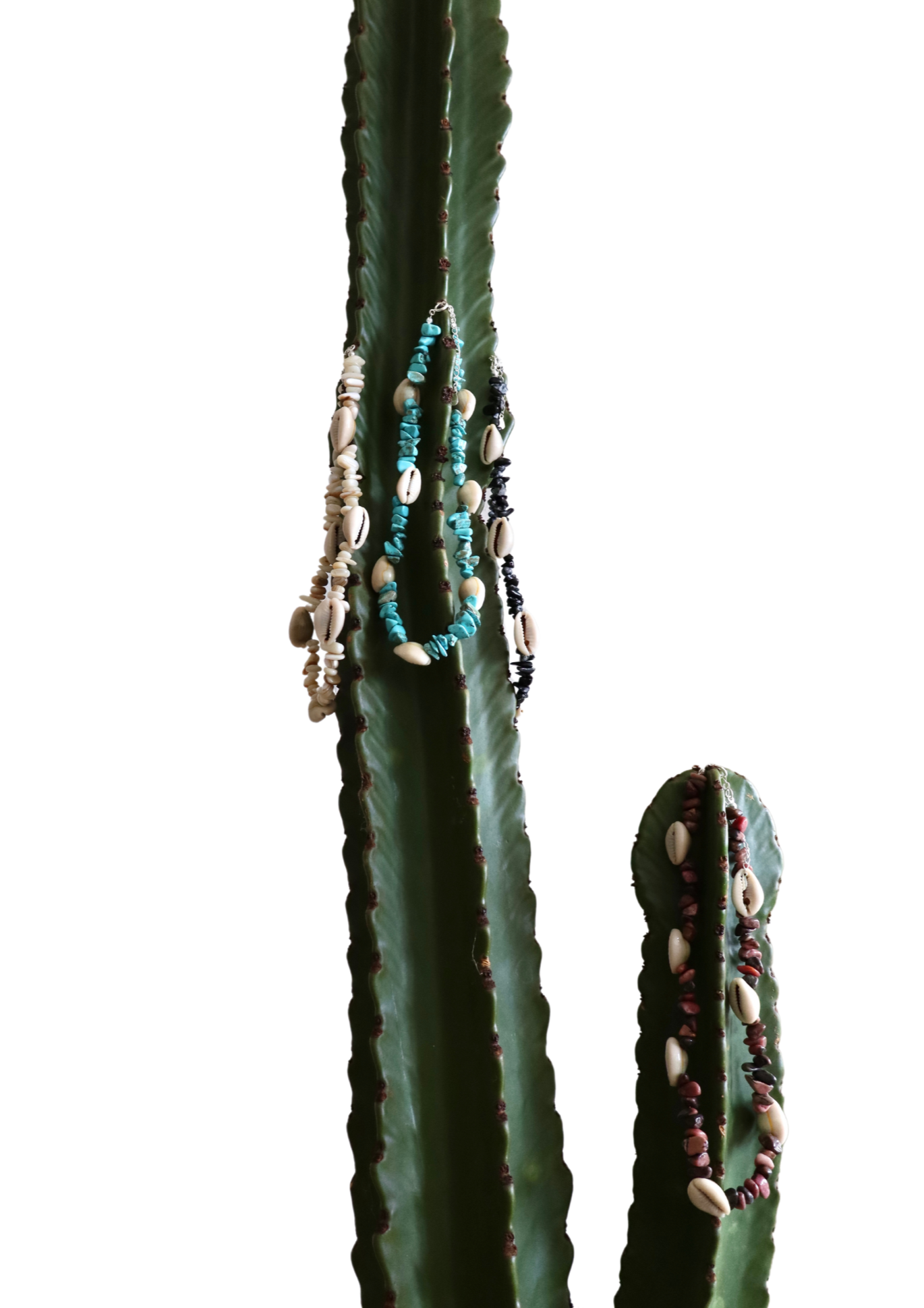 Cactus transparent.png__PID:d3f64bcc-35de-4e3b-88a9-87c2f9f3077e